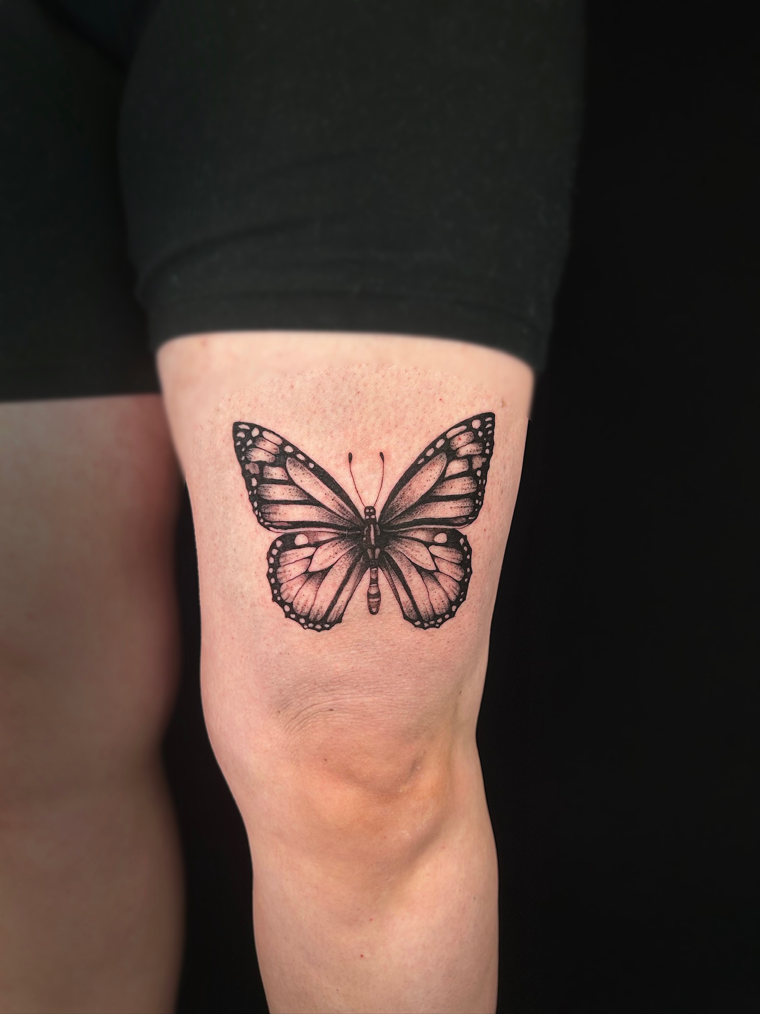 bg realism butterfly