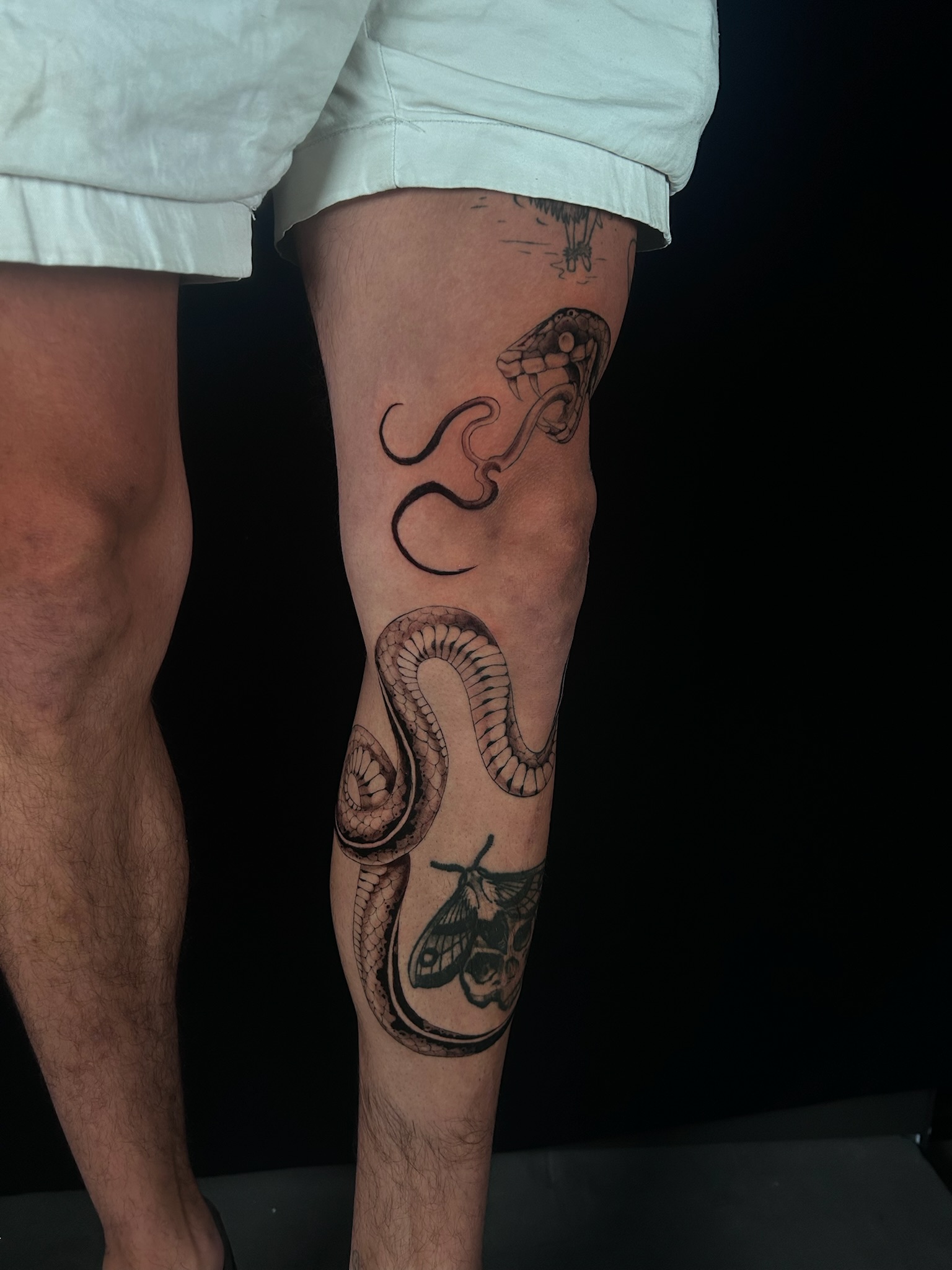 bg neo-traditional illustrative realism snake3